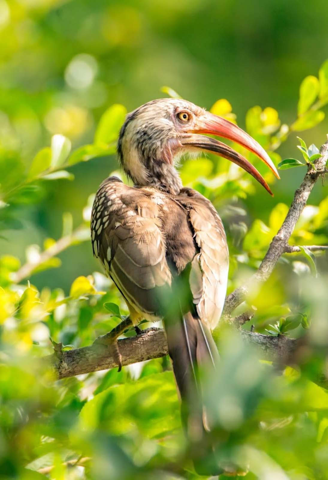 Red-billed hornbill in the trees at Rest Camp